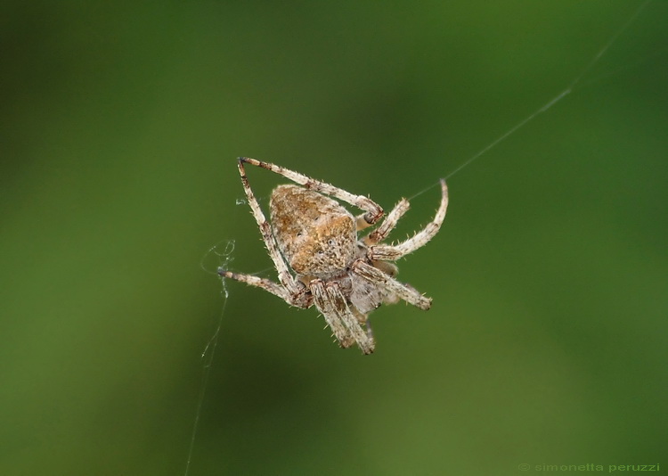 Araneus angulatus